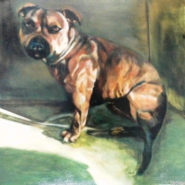 4 maanden oude staffordshire bullterier