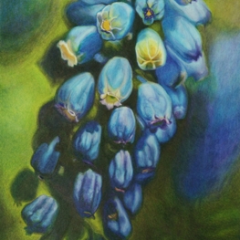 Verlicht Blauw druifje