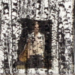 Berkenbos (serie van 5)