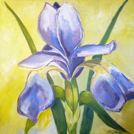 Blue Iris