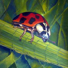 ladybug on a plant