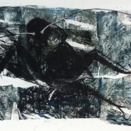 Periplaneta americana 3