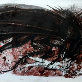 Periplaneta americana 7