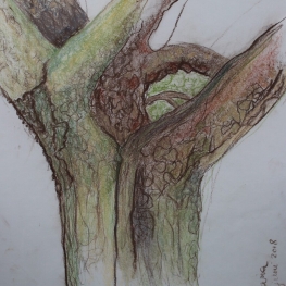 Noeste Natuurkracht