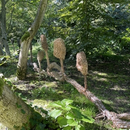 notenboompjes met mycelium