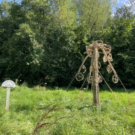 arbolo platani cirkelboom