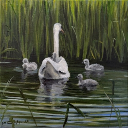 Zwanenfamilie