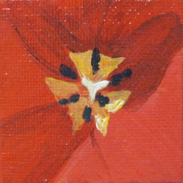 Tulp - mini