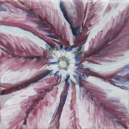 Clematis - mini