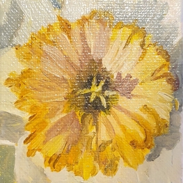 Narcis - mini 2