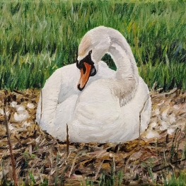 Zwaan op het nest