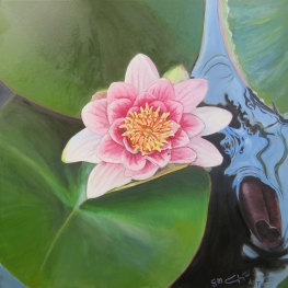 Nymphaea marliacea (Roze waterlelie) 01