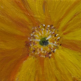 Gele papaver