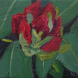 Rodondendron - mini
