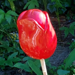 Rode tulpen