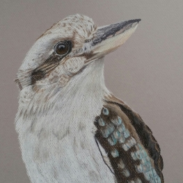 Kookaburra
