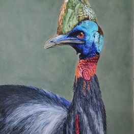 Noordelijke Kasuaris