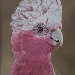 Galah