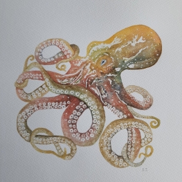 Octopus
