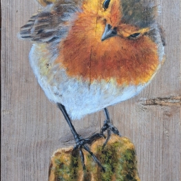 Curious bird
