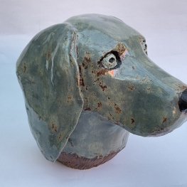 Weimaraner head
