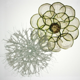 Courgette en aubergine (cirkel 2)