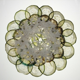 Courgette en aubergine (cirkel 1)