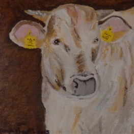 Stier