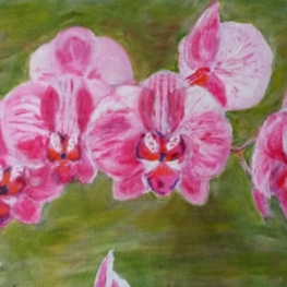Roze orchidee