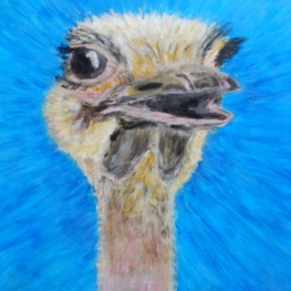 Struis met open snavel