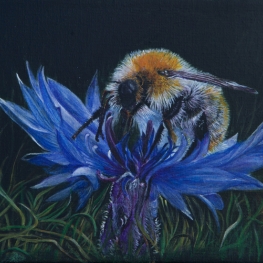 hommel op korenbloem