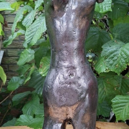 Torso