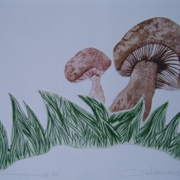 Paddenstoelen IV
