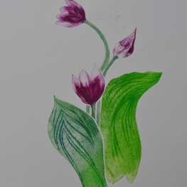 Tulpen XIV
