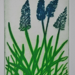 Blauwe druifjes (mini)