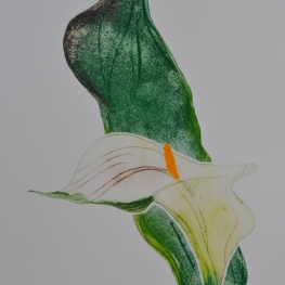 Calla II