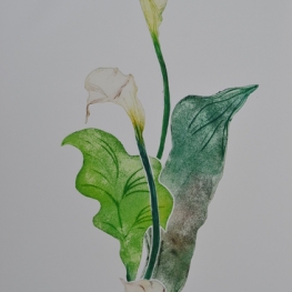Calla VI