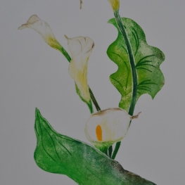 Calla VII