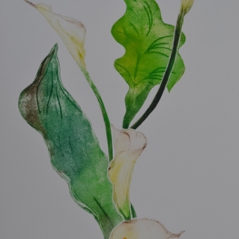 Calla VIII