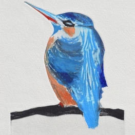 IJsvogeltje - Martin Pêcheur