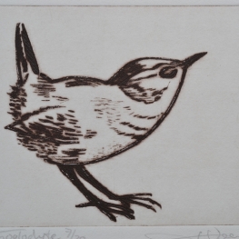 Winterkoninkje / Troglodyte