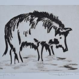 Everzwijn - Sanglier