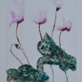 Cyclamen