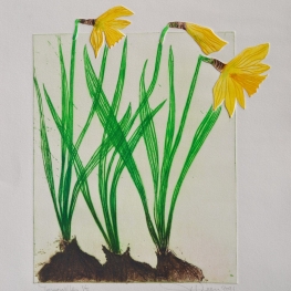 Jonquilles - Narcissen