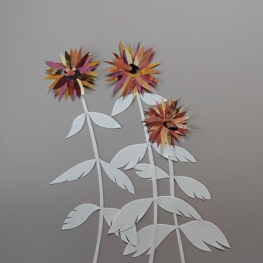 Dahlias