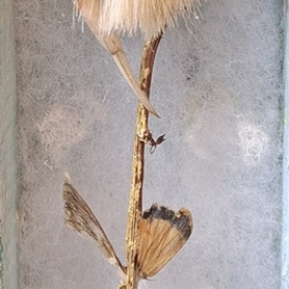 droomwerelden