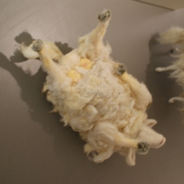 het schaap op de rug