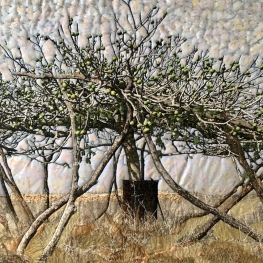 Oude vijgenboom, vrucht dragen