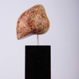 Vogel Kneu juveniel / Linnet bird 2