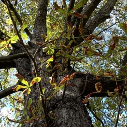 Lang Leve de Bomen
